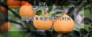 柑橘春季施肥技术与时间,第1图