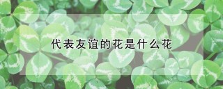 代表友谊的花是什么花,第1图