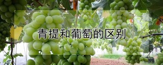 青提和葡萄的区别,第1图