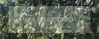 怎么自己在家种芒果,第1图