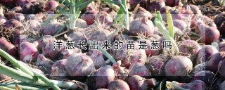 洋葱长出来的苗是葱吗,第1图