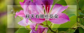 秋天有哪些花朵,第1图