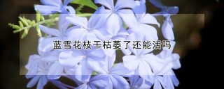 蓝雪花枝干枯萎了还能活吗,第1图