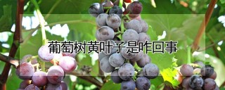 葡萄树黄叶子是咋回事,第1图