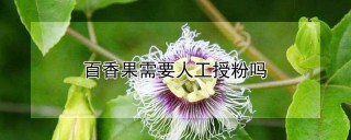 百香果需要人工授粉吗,第1图