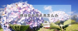 绣球花长得太高怎么办,第1图