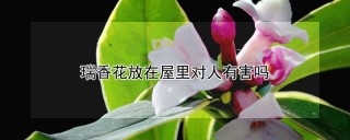 瑞香花放在屋里对人有害吗,第1图