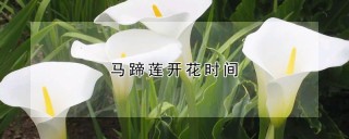 马蹄莲开花时间,第1图