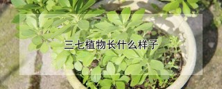 三七植物长什么样子,第1图