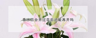 香水百合开过花后还能再开吗,第1图