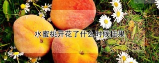 水蜜桃开花了什么时候挂果,第1图