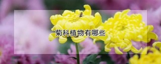 菊科植物有哪些,第1图