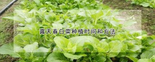 露天春白菜种植时间和方法,第1图