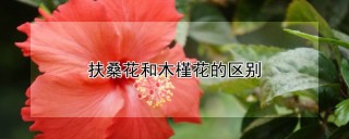 扶桑花和木槿花的区别,第1图