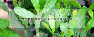 哪些植物的果实和茎干有丰富的水分,第1图