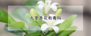 九里香花有毒吗,第1图