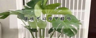 绿植可以除甲醛吗,第1图