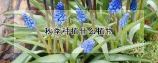 秋季种植什么植物,第1图