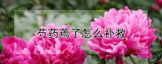 芍药蔫了怎么补救,第1图