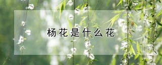 杨花是什么花,第1图