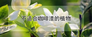 不适合咖啡渣的植物,第1图