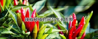 辣椒种植时间与生长周期,第1图