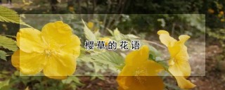 樱草的花语,第1图