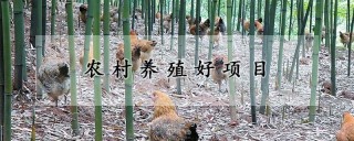 农村养殖好项目,第1图