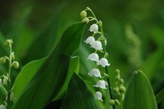 铃兰花的花语,第3图