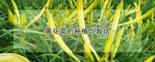 黄花菜的种植与栽培,第1图