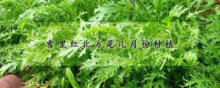 雪里红北方是几月份种植,第1图