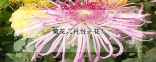 菊花几月份开花?,第1图