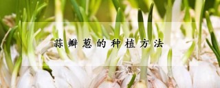 蒜瓣葱的种植方法,第1图