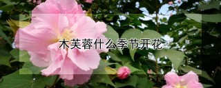 木芙蓉什么季节开花,第1图