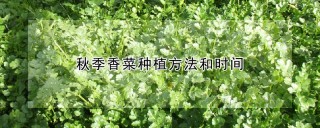 秋季香菜种植方法和时间,第1图