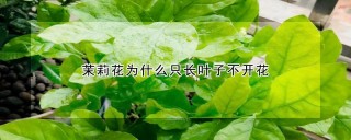 茉莉花为什么只长叶子不开花,第1图