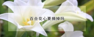 百合花心要摘掉吗,第1图