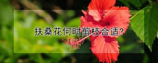 扶桑花何时剪枝合适?,第1图