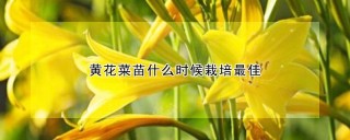 黄花菜苗什么时候栽培最佳,第1图