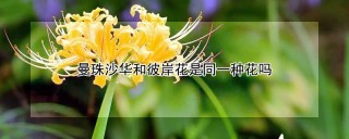 曼珠沙华和彼岸花是同一种花吗,第1图