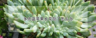 多肉蓝苹果长花剑了怎么办,第1图