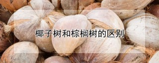 椰子树和棕榈树的区别,第1图