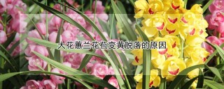 大花蕙兰花苞变黄脱落的原因,第1图