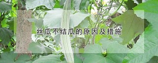 丝瓜不结瓜的原因及措施,第1图