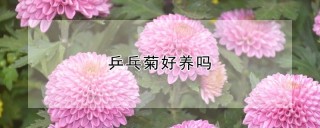 乒乓菊好养吗,第1图