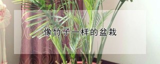 像竹子一样的盆栽,第1图