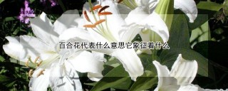 百合花代表什么意思它象征着什么,第1图