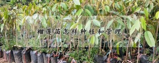 榴莲苗怎样种植和管理,第1图