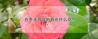 在冬天开花的有些什么花?,第1图