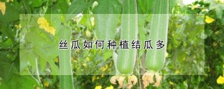 丝瓜如何种植结瓜多,第1图